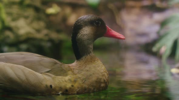 Tropical Duck Resting (60fps Slomo)
