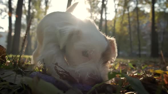 Pet Dog Jack Russell Playing with a Puller in the Park in the Sun Lights