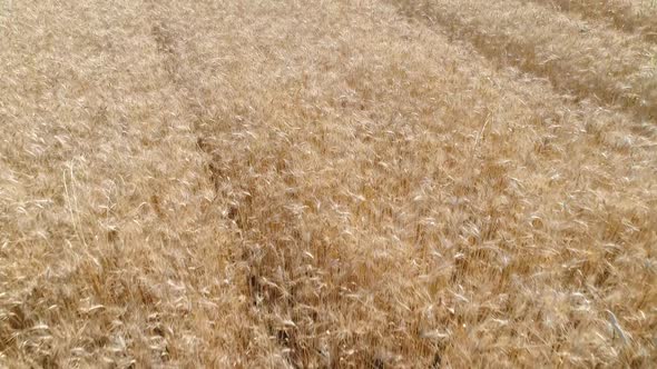 Wheat Field