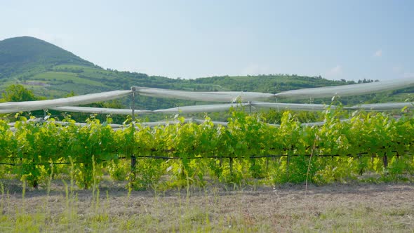 Italian Green Vineyards in the Hills