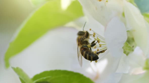 Macro of Bee on White Apple Flower in Springtime