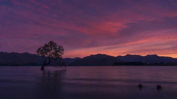 Wanaka Tree New Zealand timelapse