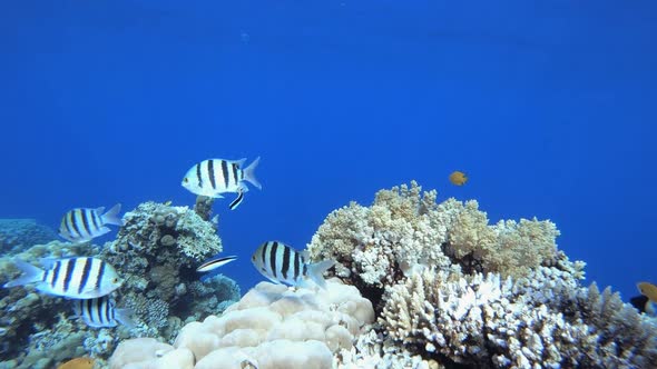 Underwater Colourful Reef Fish