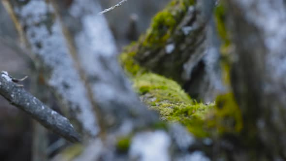 Closeup with moss covered tree branches. Blurry branches in foreground