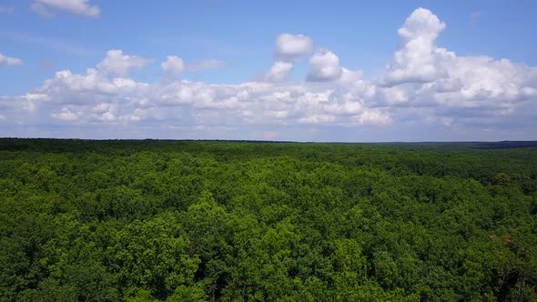 Low Drone Flight Over Green Forest on Summer Day. Aerial View of Big Oak Forest.