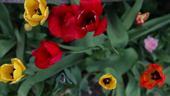 Beautiful flowers showing their true color up close in a garden.