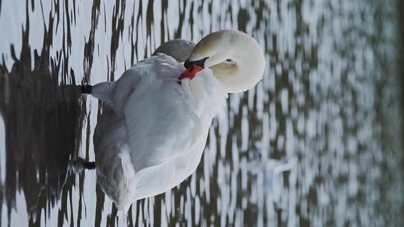 Vertical wildlife animal video of Swans (cygnus) on a lake, swimming in the water, British birds in 