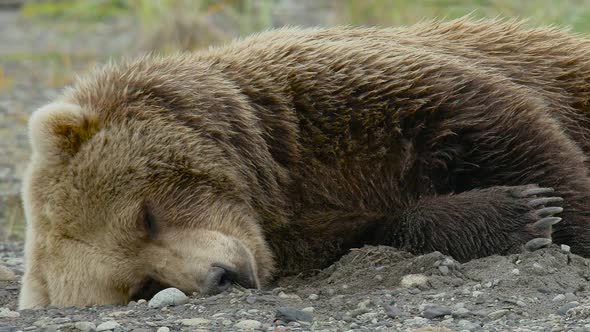 HD Grizzly Bear Lying Flat on Shore