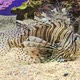 Close Up of a Venomous Lionfish - VideoHive Item for Sale