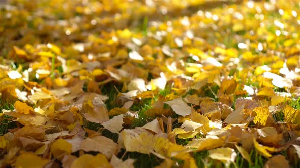 Yellow Fallen Autumn Leaves on Grass in Morning Light