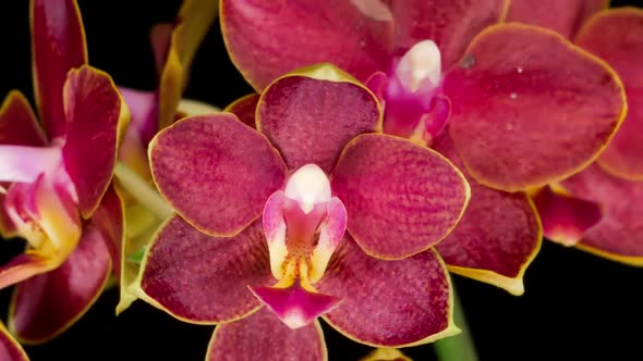 Blooming Red Orchid Phalaenopsis Flower