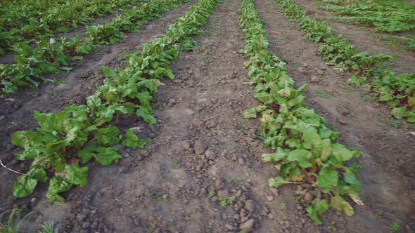 Beet beds. Green bushes of beetroot growing on vegetable beds. Rural field. Beetroots plantation. 