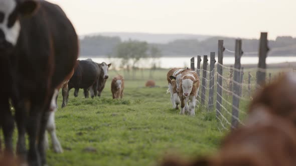 AGRICULTURE - Herd of cows in an enclosed pasture with a fence, wide shot