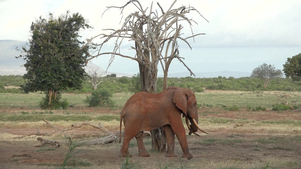 Family of Elephants on the Move. Wildlife in savanna, Kenya, Africa. African Elephants herd feeding