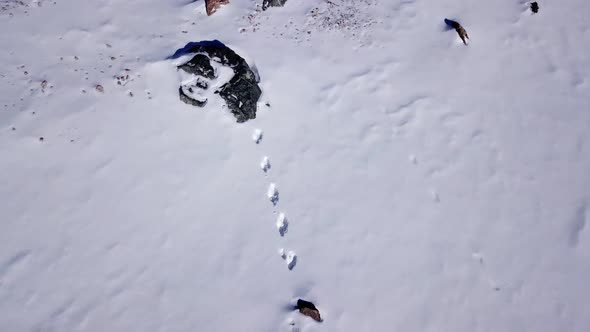 Rabbit Tracks in the Snow High in the Mountains