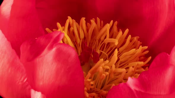 Beautiful Pink Peony Background