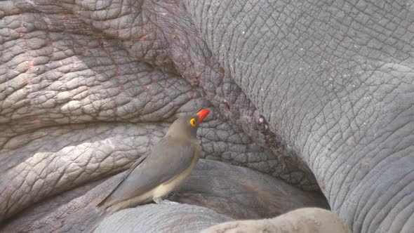 Yellow-billed oxpecker eats insects from the skin of a Rhino