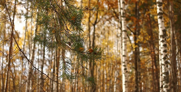 Pine And Yellow Autumn Leaves 2