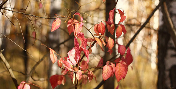 Red Autumn Leaves 3