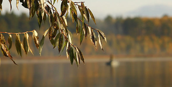 Autumn Leaves And Boat On Lake