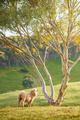 Rural Scene - PhotoDune Item for Sale
