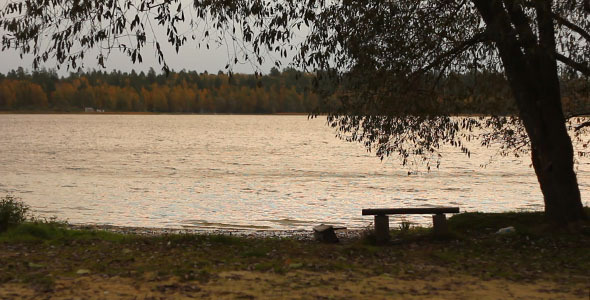 Bench Under A Tree On A Coast