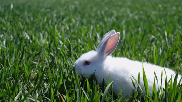 A Small White Rabbit Eats Green Grass and Looks at the Nature Around It