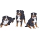 Set Dogs Breed Bernese Mountain Dog - GraphicRiver Item for Sale