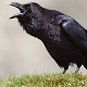 Crows - AudioJungle Item for Sale