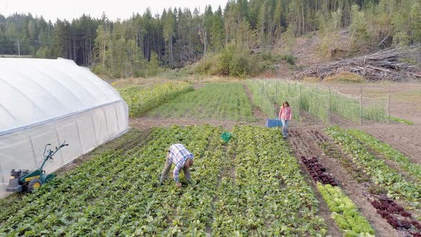 Two farmers working in field