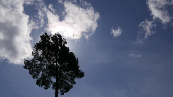 Blue Sky White Clouds. Puffy Fluffy White Clouds. Cumulus Cloud Scape Timelapse. Summer Blue Sky