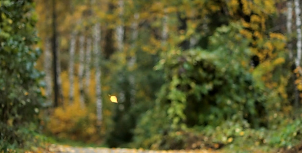 Autumn Leaves Are Falling