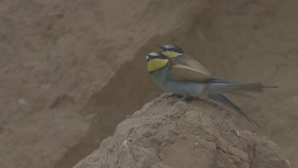 European Beeeater or Merops Apiaster