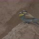 European Beeeater or Merops Apiaster - VideoHive Item for Sale