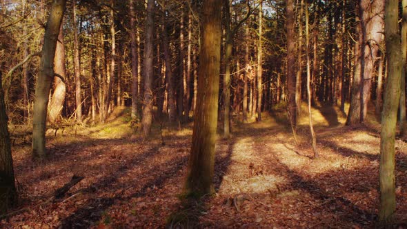 Timelapse of sunlight and shadows in a forest ZOOM IN