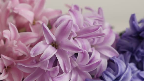 Purple and pink  Hyacinthus orientalis spring bulbs 4K 2160p 30fps UltraHD footage - Mixed colors fr