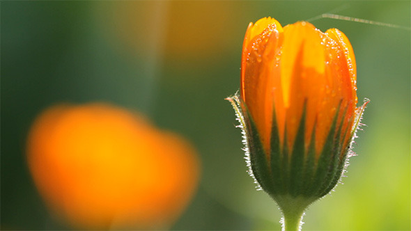 Calendula Flower