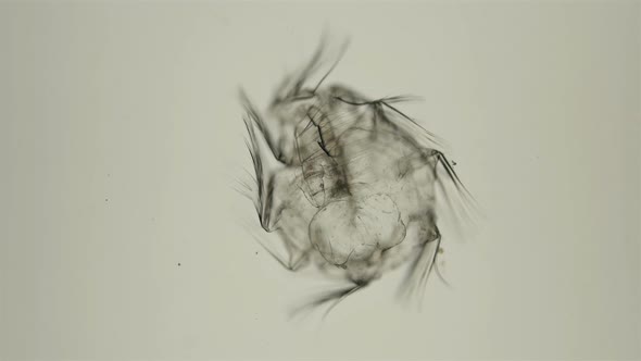 Zooplankton and Plankton of the Black Sea. The Larva of the Ctenophore of the Genus Mnemiopsis alt