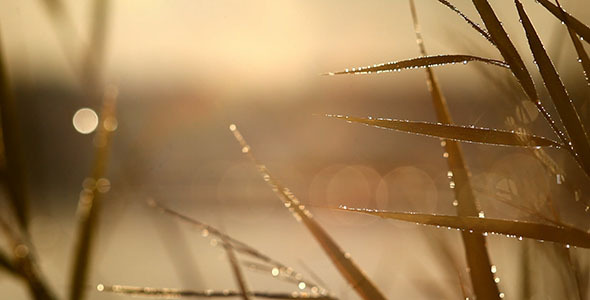 Morning Dew On Grass And Sun Glare