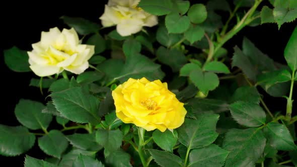 Time Lapse of Opening Yellow Rose Flower