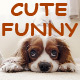 Comedy Pets Fun Dance Jingle