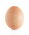 Chicken egg - PhotoDune Item for Sale