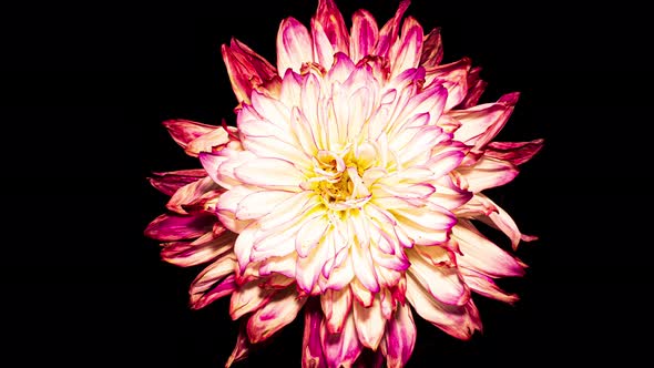 Purple White Dahlia Flower Opens in Time Lapse on a Black Background. The Pink Plant Blooming