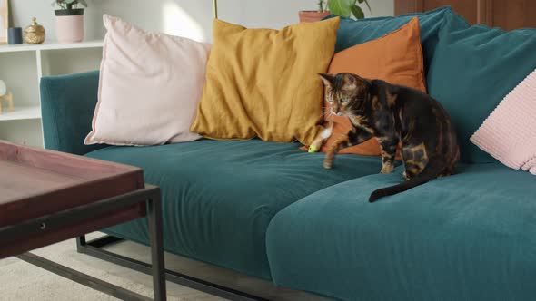 Bengal Cat Walking on Sofa in Living Room