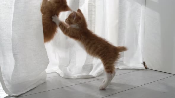 Two Curious Kittens Cats Playing with White Curtains Hanging Jump Up Hidden at Home