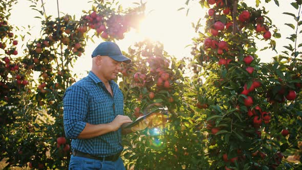 Apple Harvesting