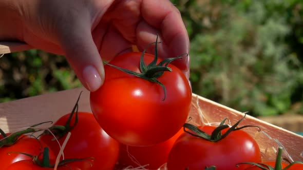 The Female Hand is Putting Ripe Red Tomatoes Into the Box with Shavings