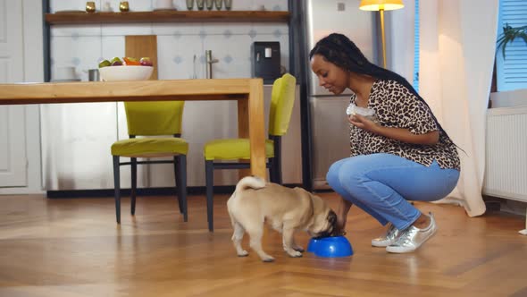 Afroamerican Woman Feeding Cute Pug Dog in Kitchen at Home