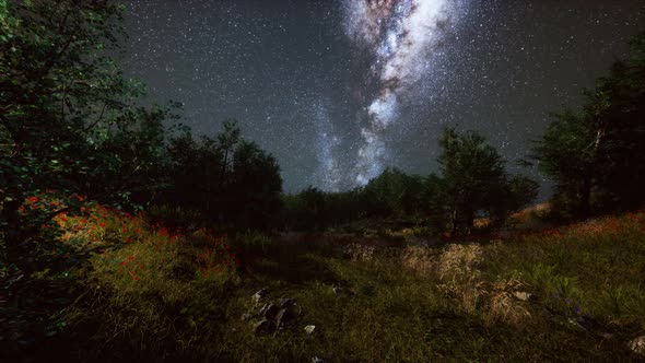 Green Trees Woods In Park Under Night Starry Sky