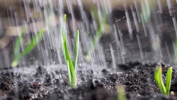 A Man Is Watering Young Green Sprouts in the Garden From a Watering Can